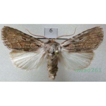 Lycophotia molothina (Esper, 1789) Czech6